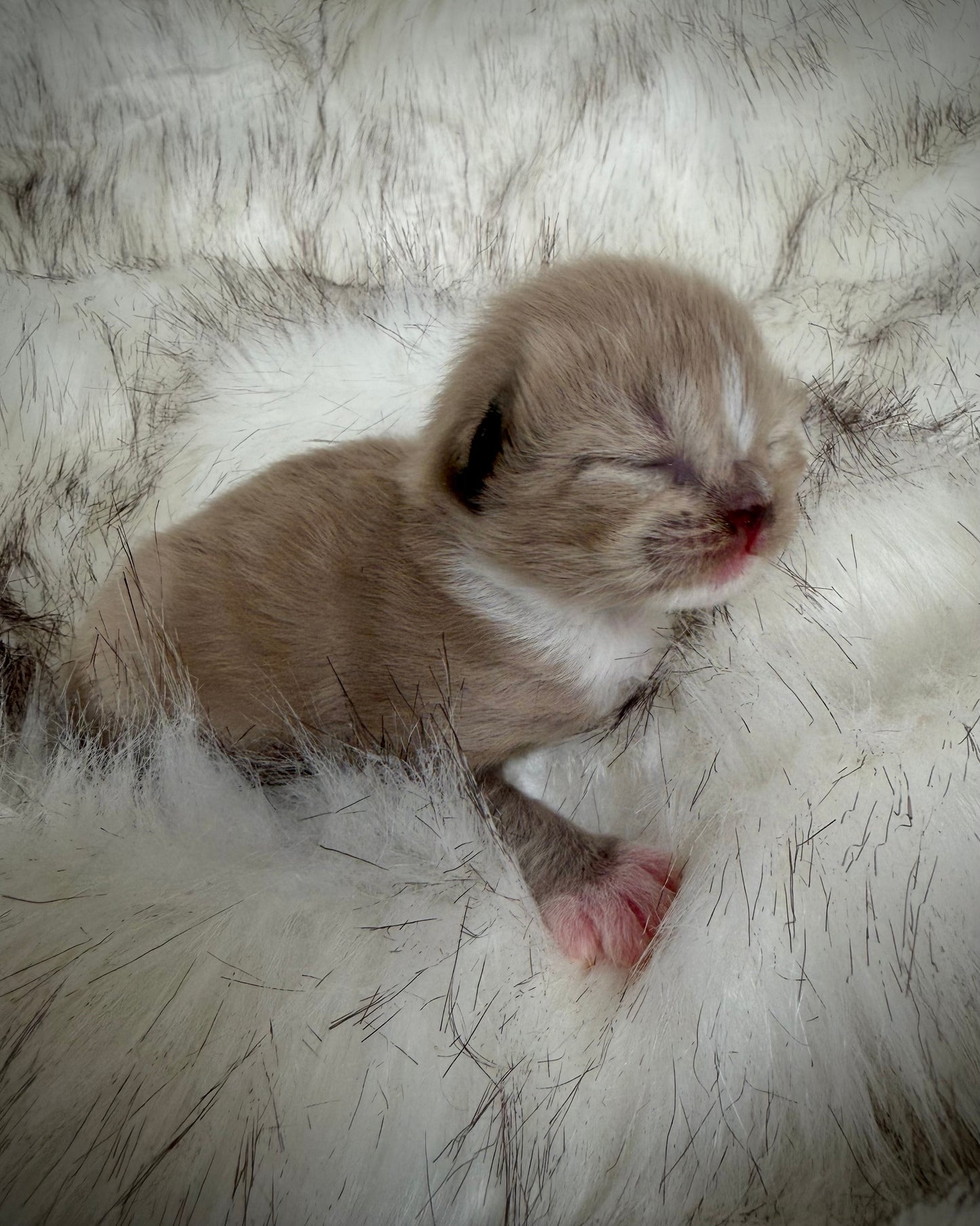 Gemelli   - FEMALE  - Seal Sepia/Mink mitted with Blaze