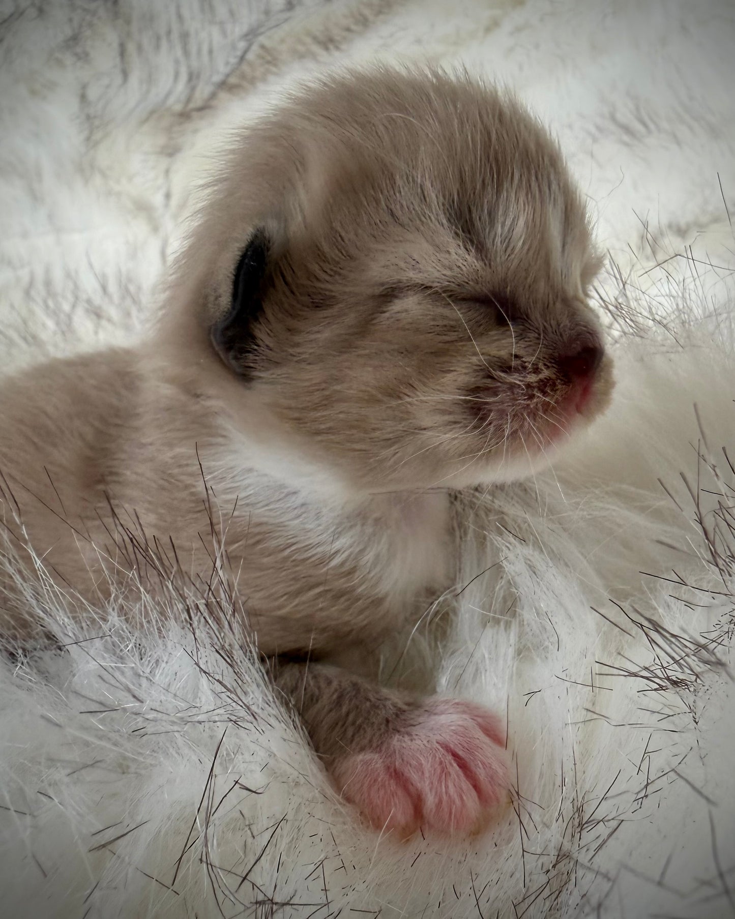Gemelli   - FEMALE  - Seal Sepia/Mink mitted with Blaze