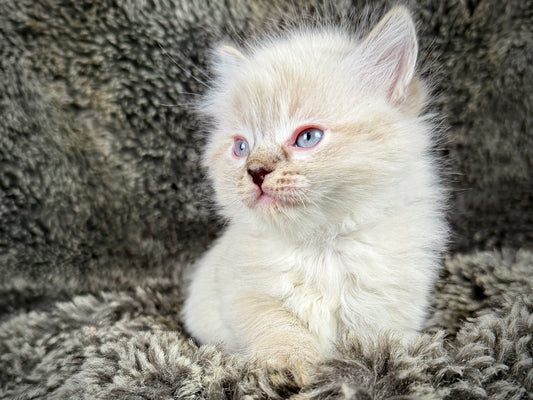 Mojave    - FEMALE  - chocolate Lynx point