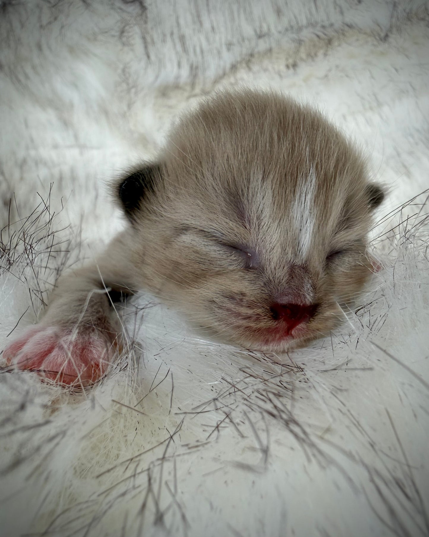 Gemelli   - FEMALE  - Seal Sepia/Mink mitted with Blaze