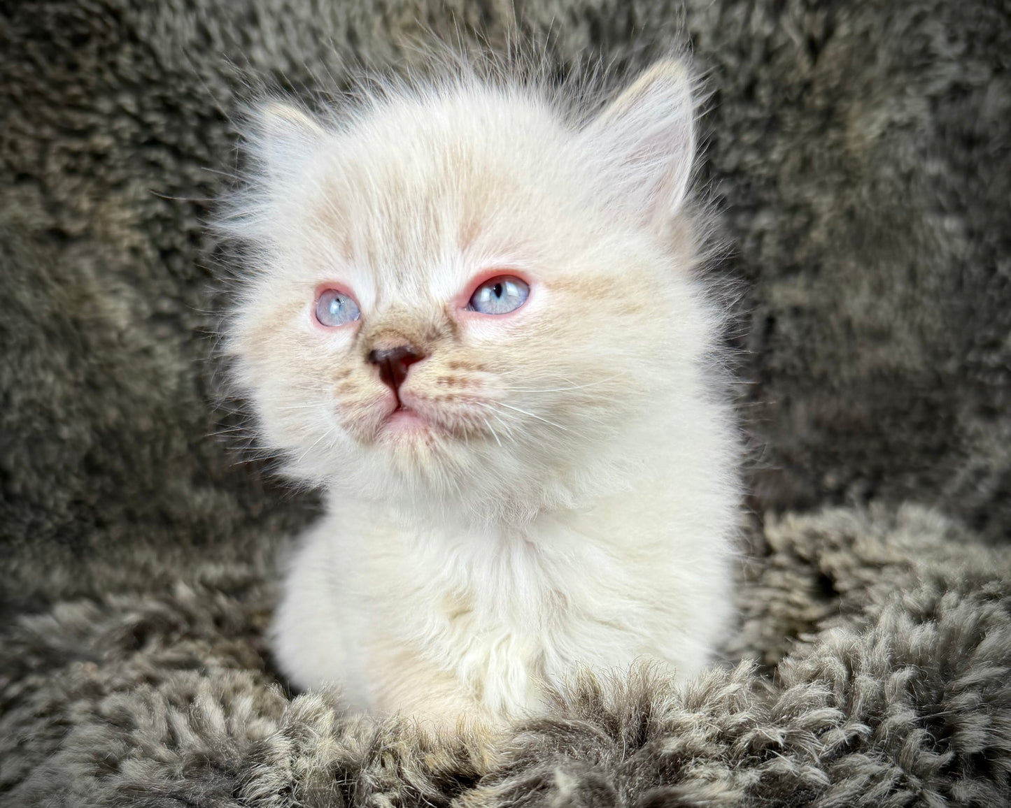 Mojave    - FEMALE  - chocolate Lynx point