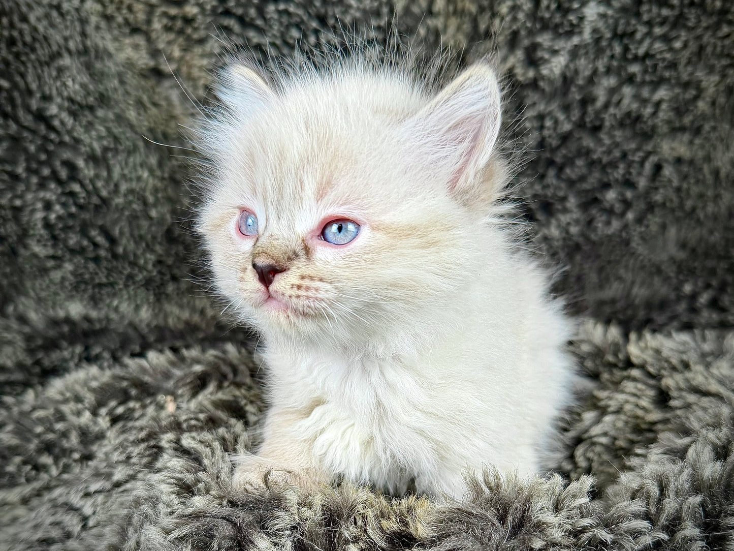 Mojave    - FEMALE  - chocolate Lynx point