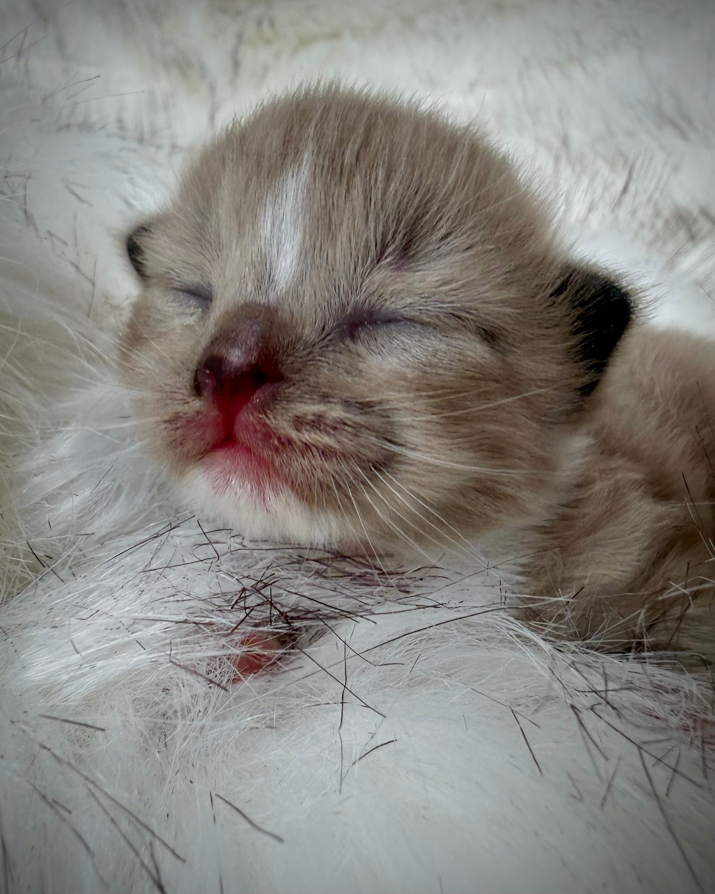 Gemelli   - FEMALE  - Seal Sepia/Mink mitted with Blaze