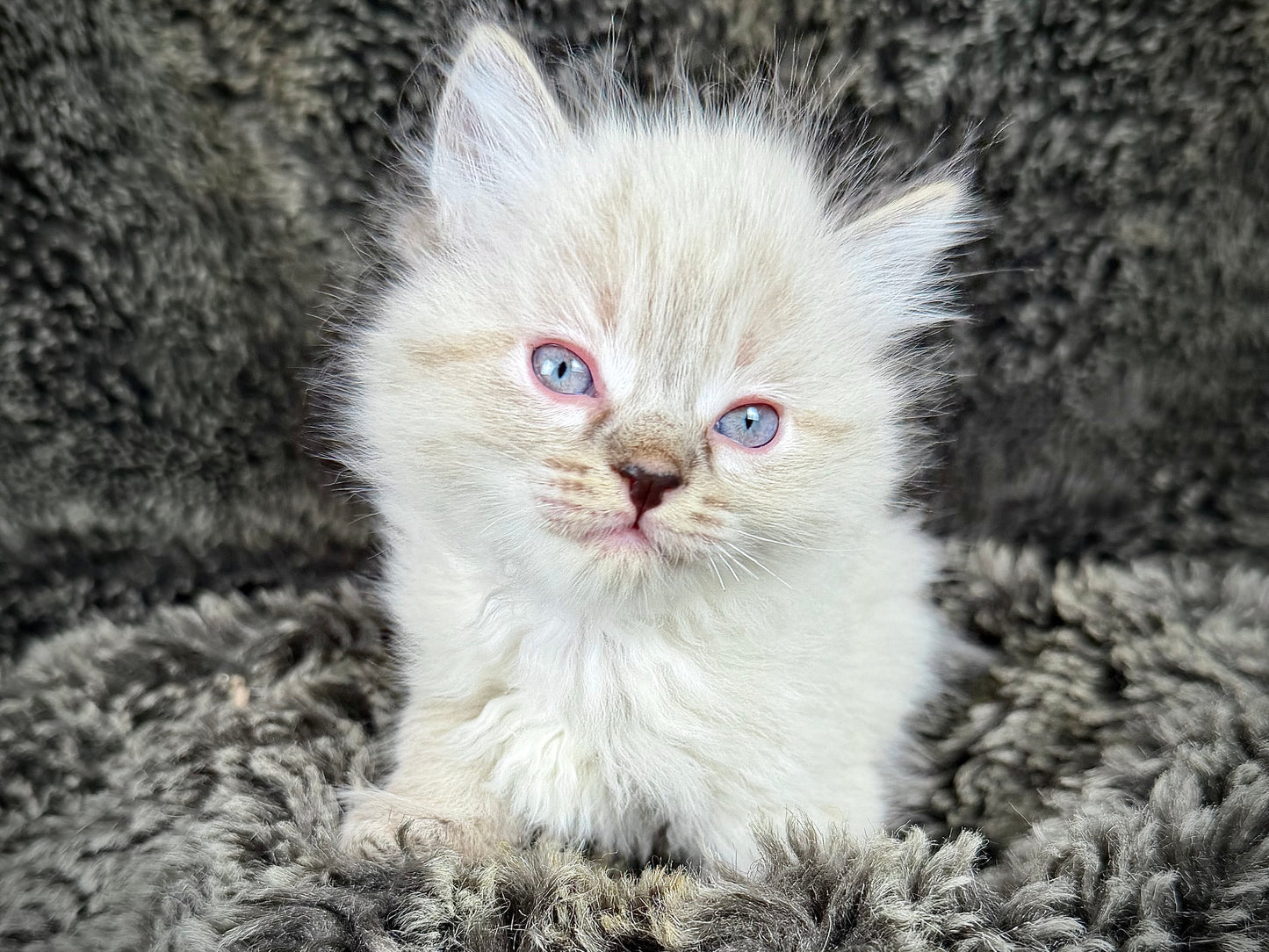 Mojave    - FEMALE  - chocolate Lynx point