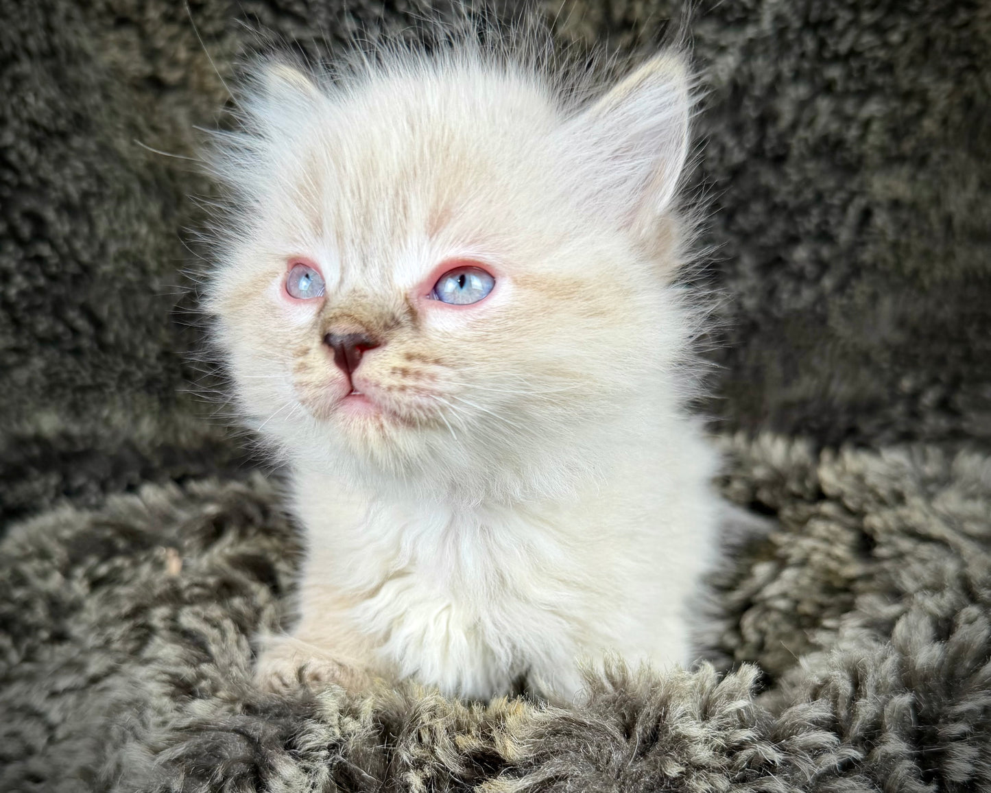 Mojave    - FEMALE  - chocolate Lynx point