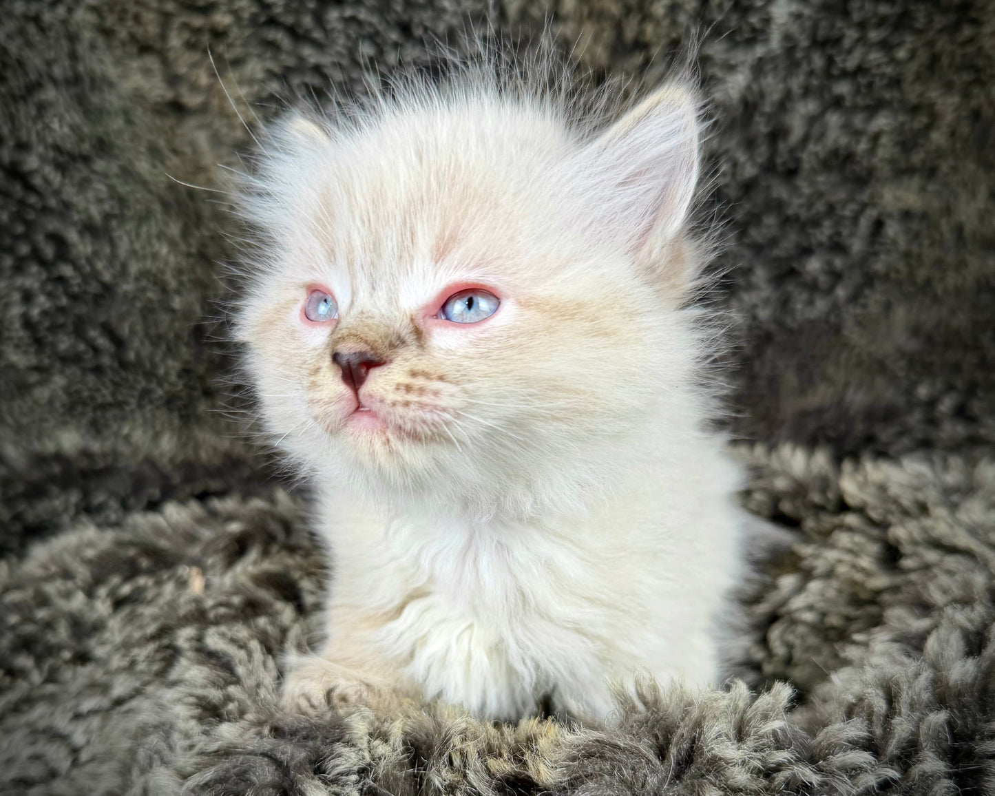 Mojave    - FEMALE  - chocolate Lynx point