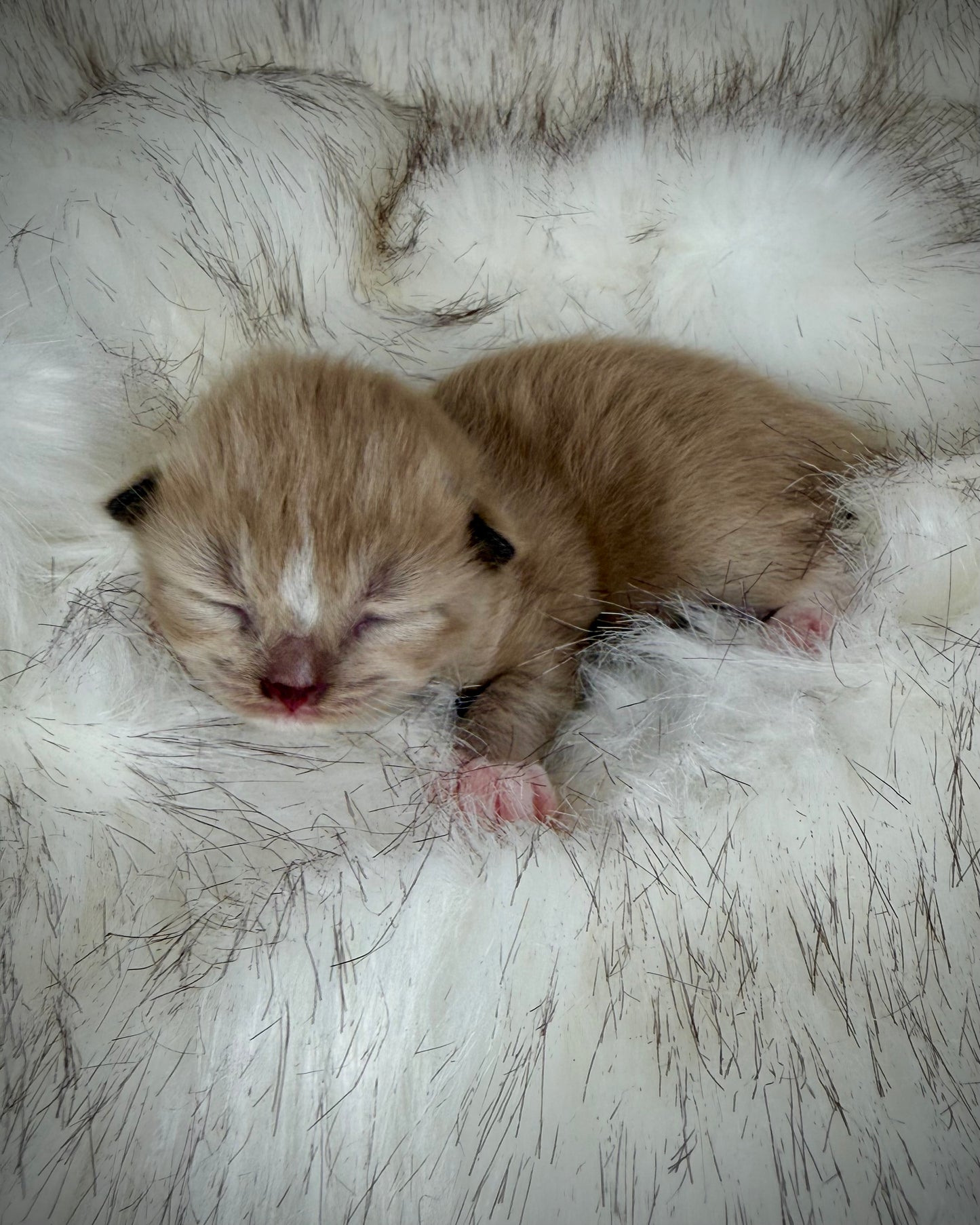 Gemelli   - FEMALE  - Seal Sepia/Mink mitted with Blaze