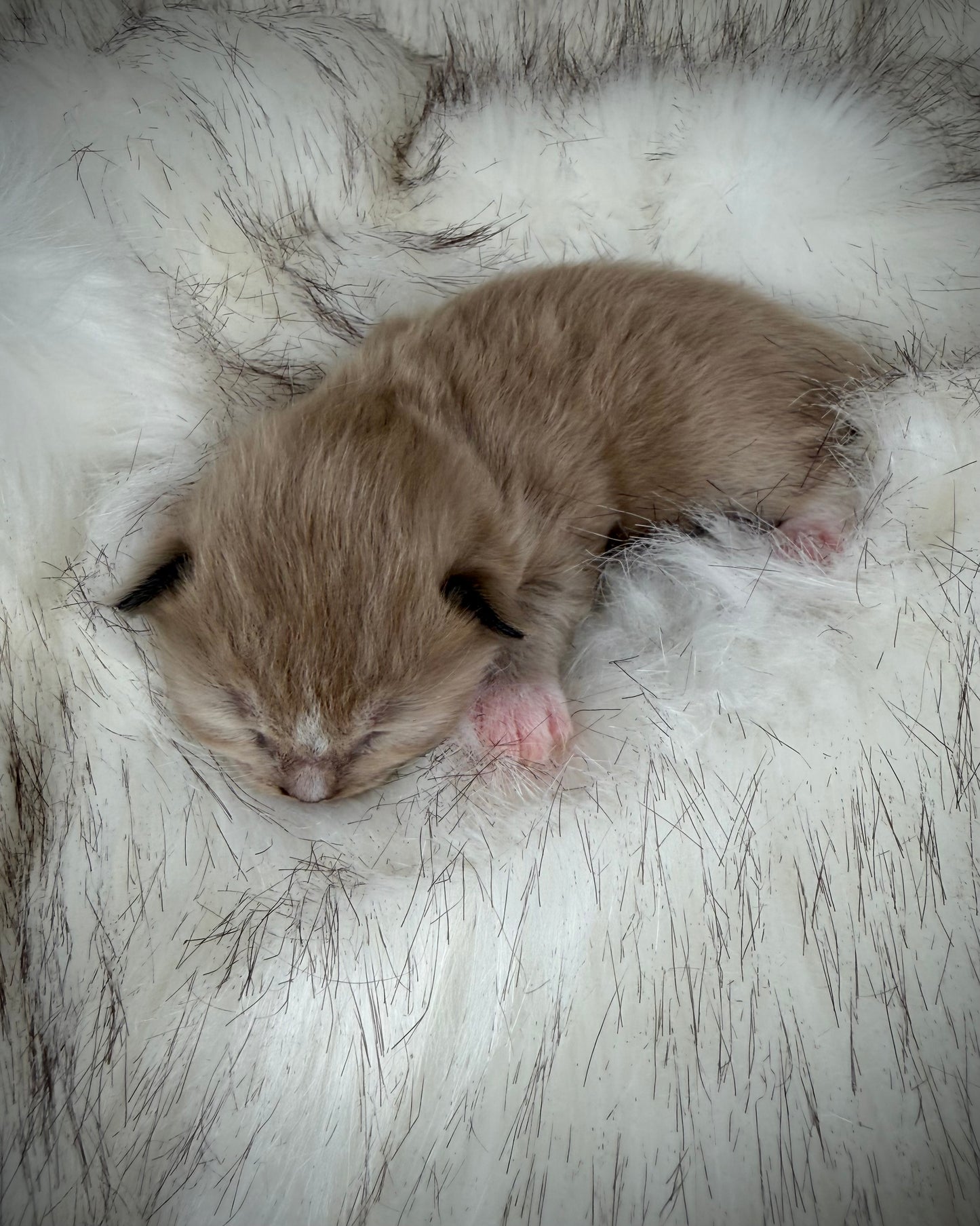 Gemelli   - FEMALE  - Seal Sepia/Mink mitted with Blaze