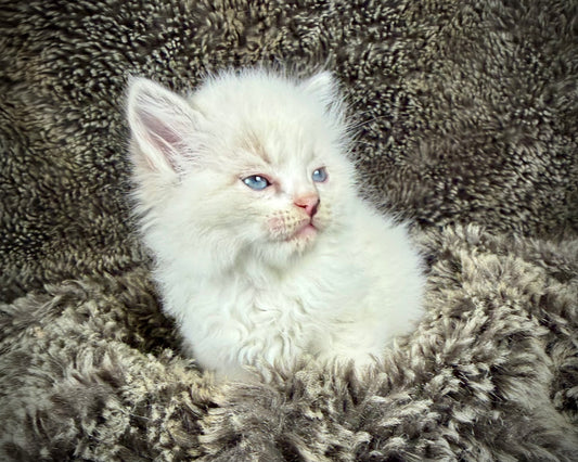 Kalahrai    - MALE  - Blue Lynx traditional  bicolor