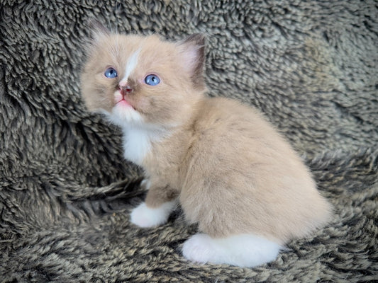 Moku - Seal Sepia Mitted with a Blaze - MALE - AVAILABLE 10/25/25 (Copy)
