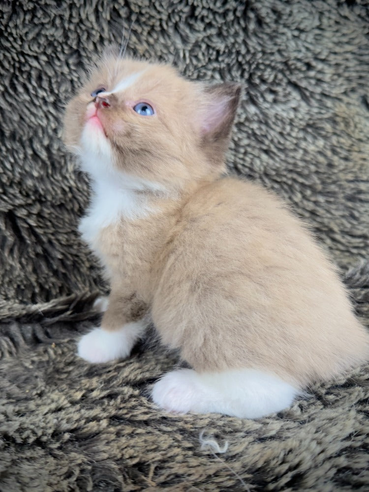 Moku - Seal Sepia Mitted with a Blaze - MALE - AVAILABLE 10/25/25 (Copy)