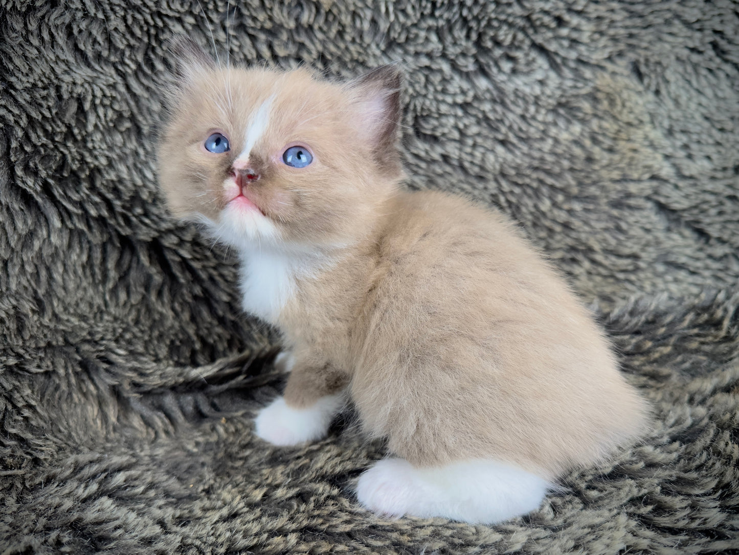 Moku - Seal Sepia Mitted with a Blaze - MALE - AVAILABLE 10/25/25 (Copy)