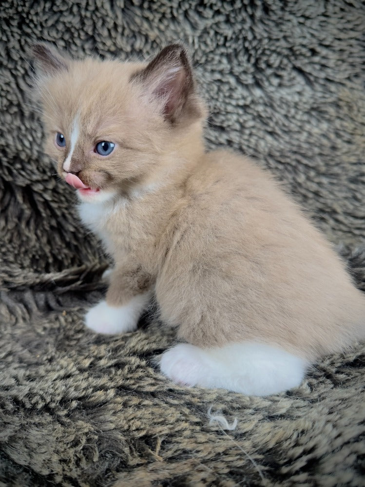 Moku - Seal Sepia Mitted with a Blaze - MALE - AVAILABLE 10/25/25 (Copy)