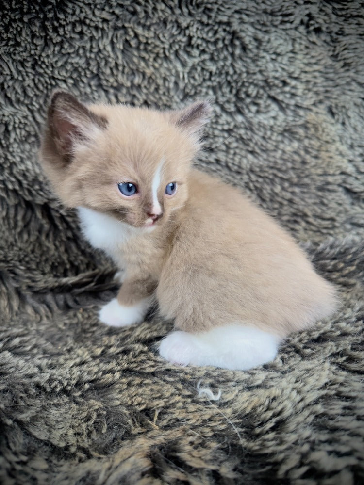 Moku - Seal Sepia Mitted with a Blaze - MALE - AVAILABLE 10/25/25 (Copy)