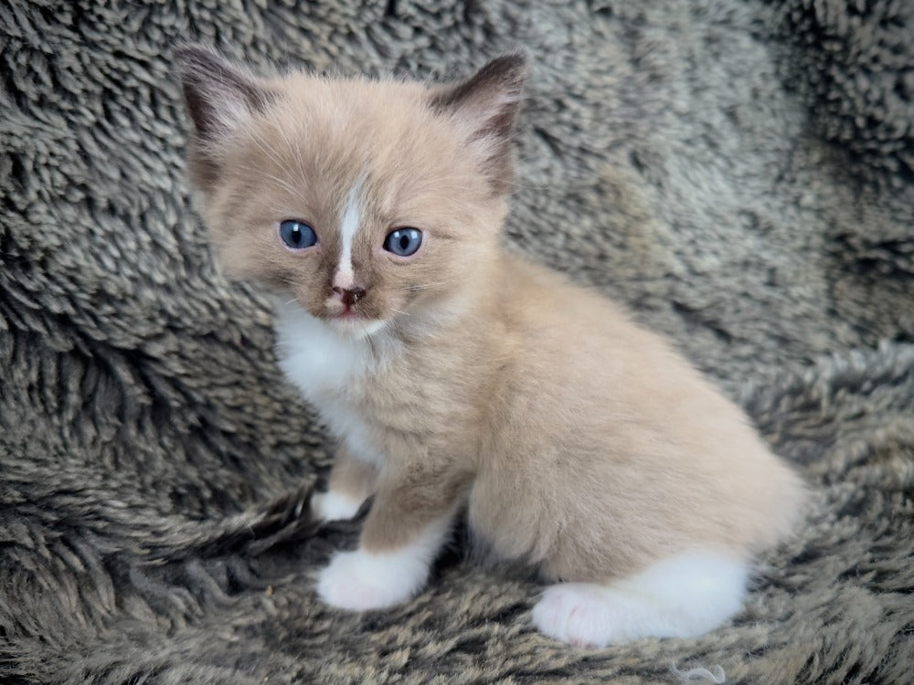 Moku - Seal Sepia Mitted with a Blaze - MALE - AVAILABLE 10/25/25 (Copy)