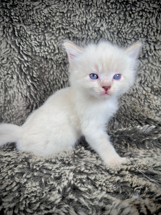 Banzai - Chocolate Lynx - MALE - AVAILABLE 10/25/25 (Copy)