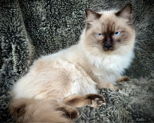 Bowser - Seal Point  MALE - Available 6/5/25