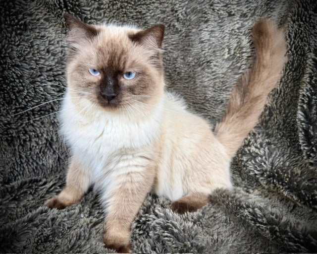 Bowser - Seal Point  MALE - Available 6/5/25