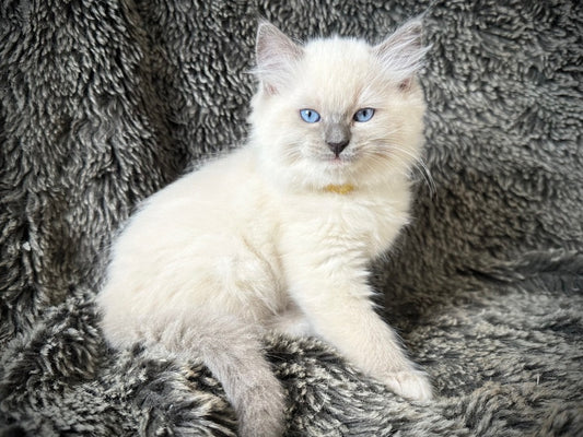 Ceviche - Blue Mitted - MALE - AVAILABLE 6/5/2025