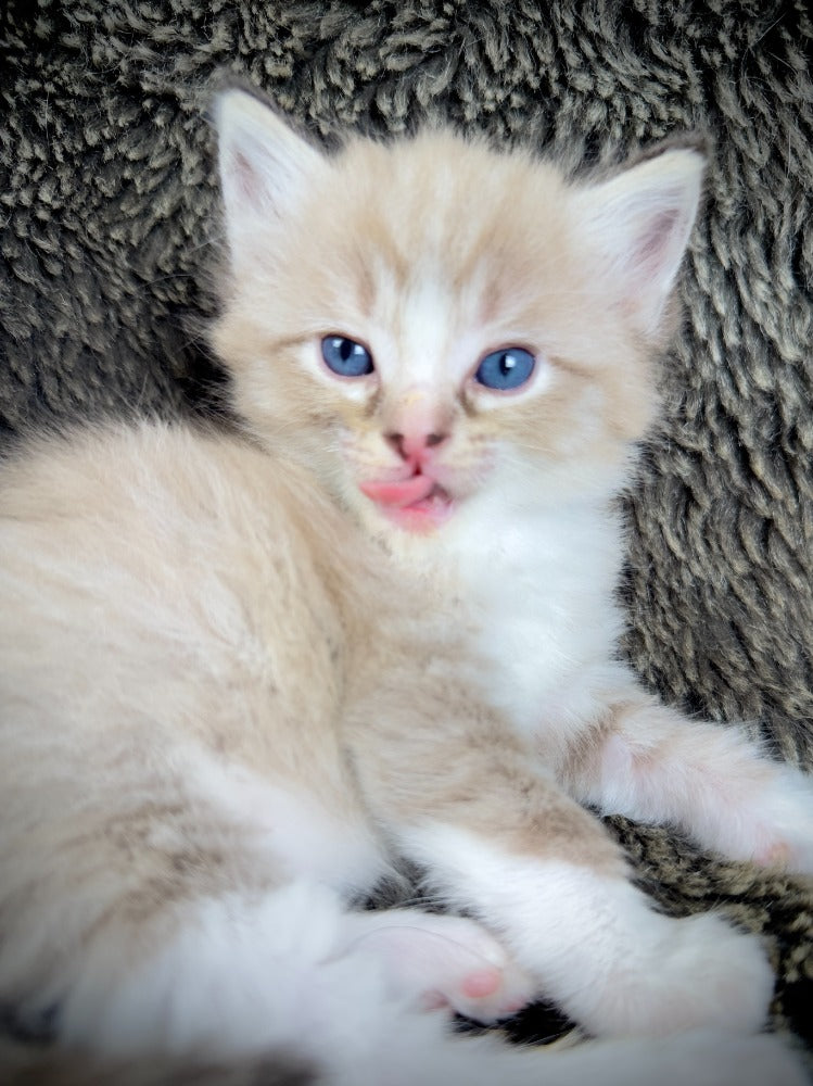 Ichiban - Sepia Seal  Lynx mitted with Blaze- MALE - AVAILABLE 10/25/25