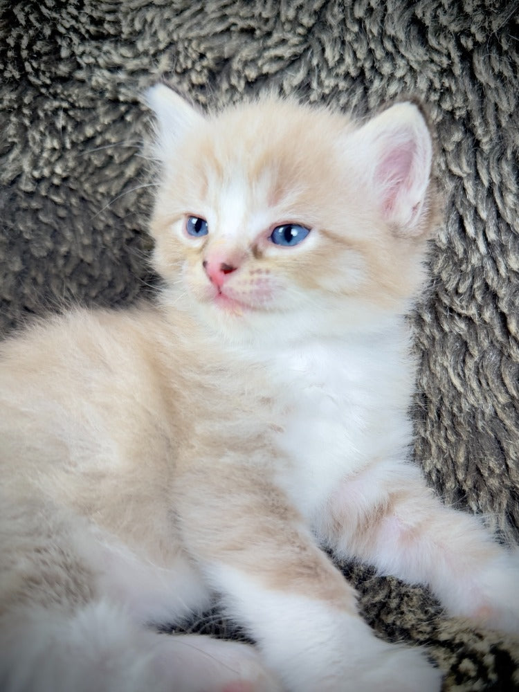 Ichiban - Sepia Seal  Lynx mitted with Blaze- MALE - AVAILABLE 10/25/25