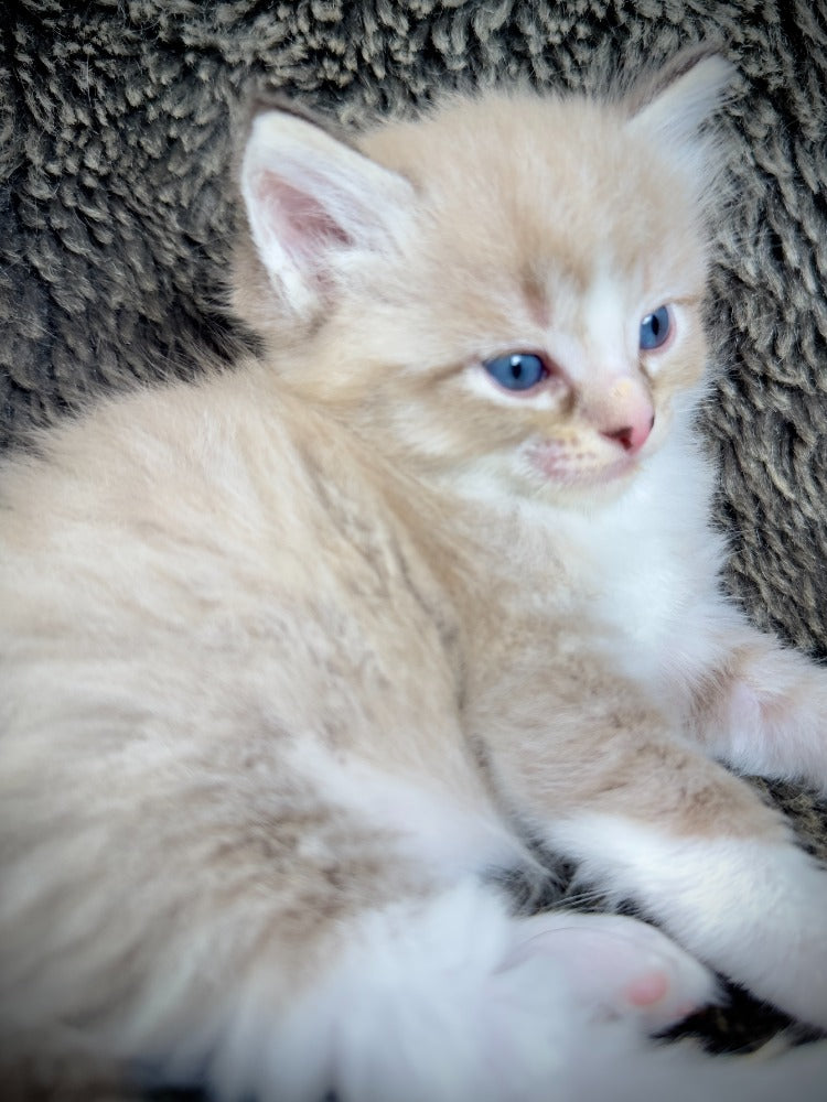 Ichiban - Sepia Seal  Lynx mitted with Blaze- MALE - AVAILABLE 10/25/25