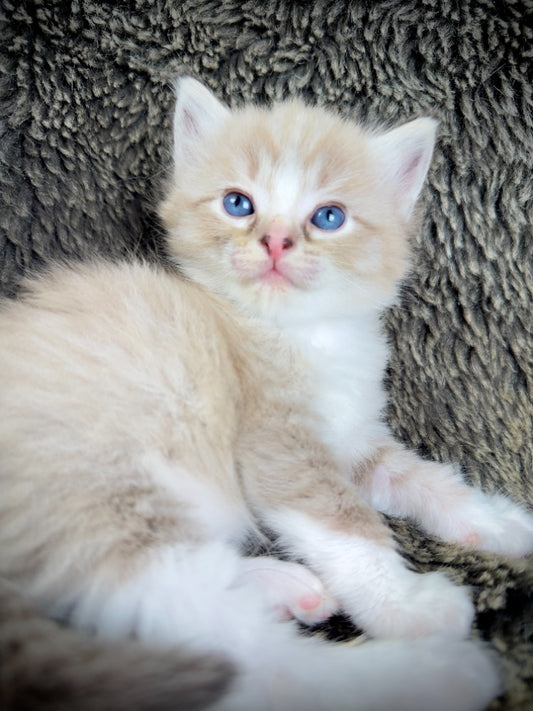 Ichiban - Sepia Seal  Lynx mitted with Blaze- MALE - AVAILABLE 10/25/25