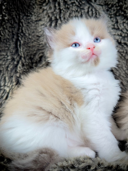 Kanpai - Seal Mink Bicolor -FEMALE - AVAILABLE 10/25/25