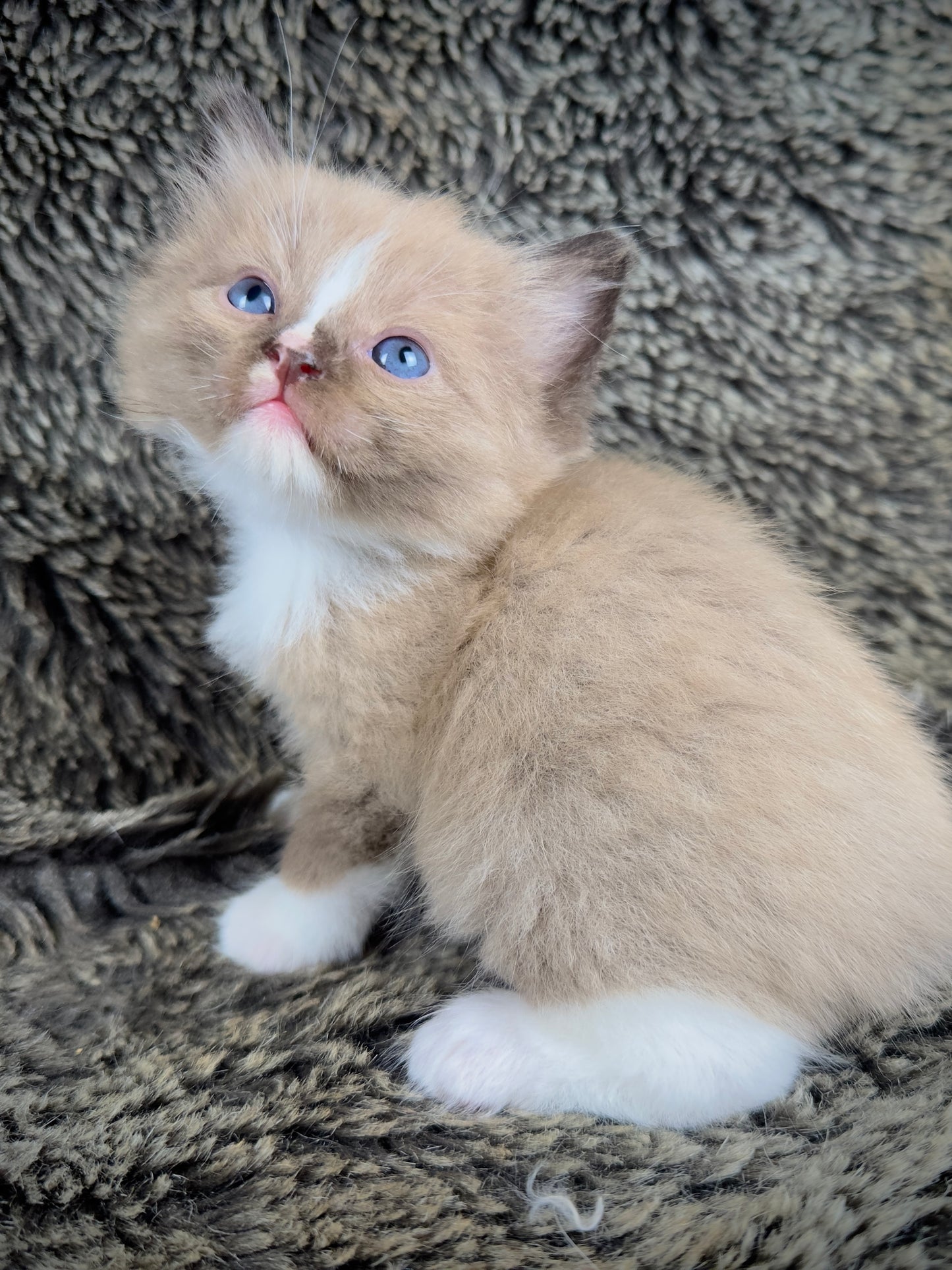 Moku - Seal Sepia Mitted with a Blaze - MALE - AVAILABLE 10/25/25 (Copy)